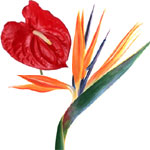 Flowers to Goa, Valentine's Day Flowers to Goa