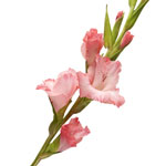 Flowers to Goa, New Year Flowers to Goa