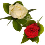 Flowers to Goa, Valentines Day Flowers to Goa