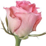 Valentine Flowers to Goa, Send Flowers to Goa