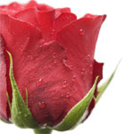 Flowers to Goa, Send Flowers to Goa