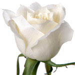 Send Valentine's Day Flowers to Goa, Flowers to Goa