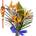 Rakhi Flowers to Goa : Send Flowers to Goa