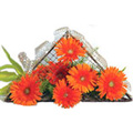 Flowers to Goa, New Year Flowers to Goa